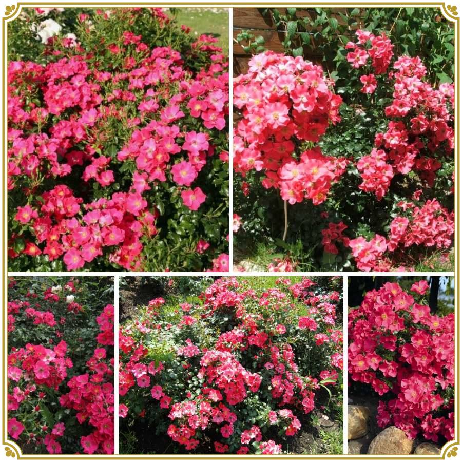 Stad Rom róża okrywowa